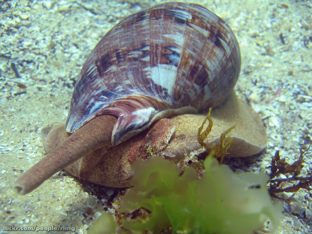 Cymbiola magnifica